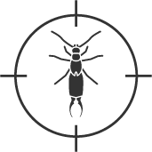 CA Pest Control Services Earwigs